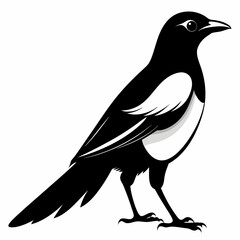 Obraz premium Magpie silhouette black