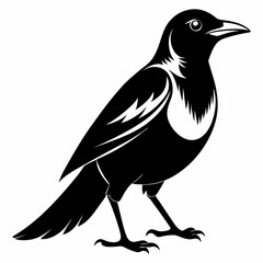 Magpie silhouette black