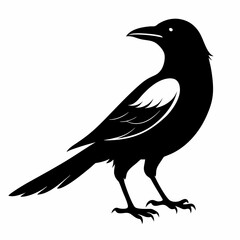 Magpie silhouette black