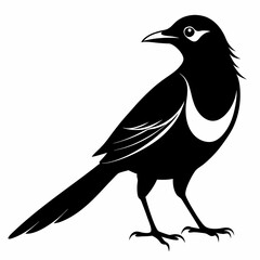 Magpie silhouette black