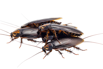 Cockroaches running all over the white surface legs and body move Isolated on white background.