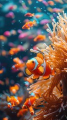 Clown fish in an anemonic sea anemon with many small fish, Animal background