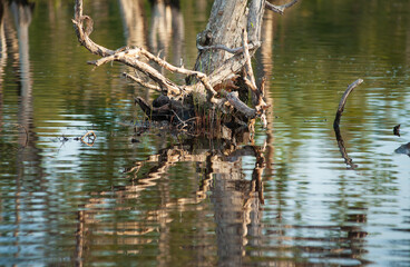Flooded paper bark tree is flooded.