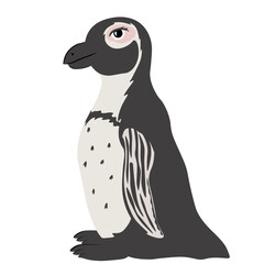South African penguin. Spheniscus demersus. waterfowl. Vector stock illustration. Isolated on white background. 