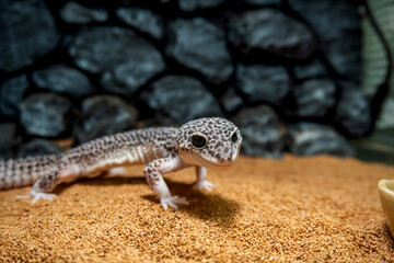 ヒョウモントカゲモドキ