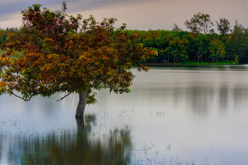 Lonely Tree at Lake