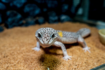 ヒョウモントカゲモドキ