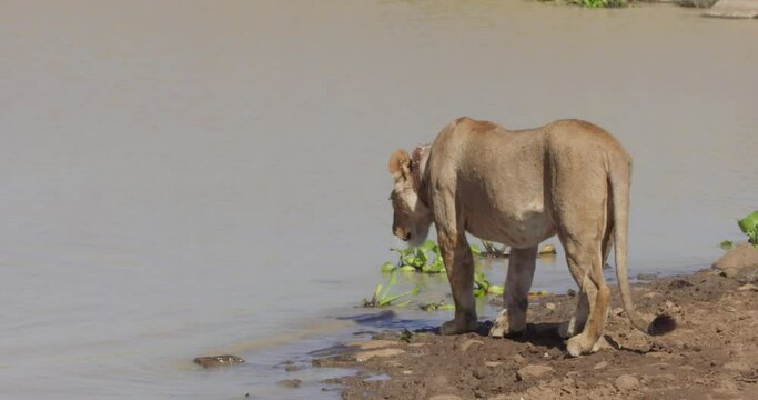 Wide shot of a collared Lion (Panthera Leo) walking into a dam towards a dead buffalo (Syncerus caffer) during the morning in Kenya