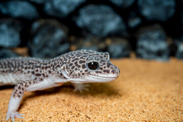 ヒョウモントカゲモドキ