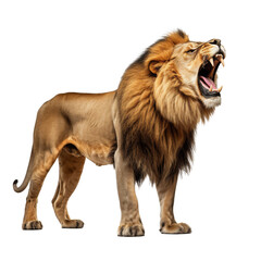 Fototapeta premium brown lion isolated on white