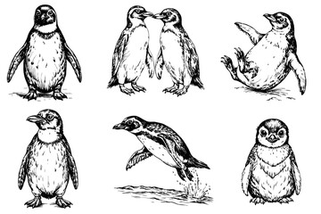 Set of penguins sketch on a white background