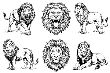 Set of lion sketch on white background © dasha122007