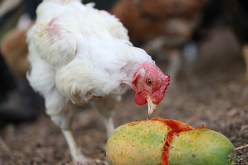 Chicken eating papaya and food in local farm