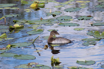 duck in the pond