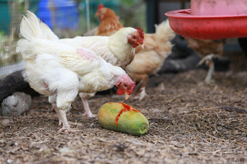 Chicken eating papaya and food in local farm