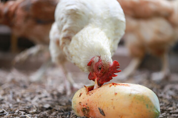Chicken eating papaya and food in local farm