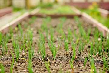 Part of long and wide flowerbed with green seedlings of leek or bulbous flowers growing in several rows in modern garden center