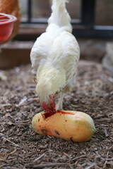 Chicken eating papaya and food in local farm