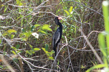 Anhinga bird in  Everglades, Florida