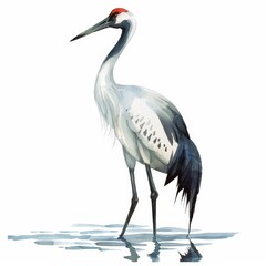 Obraz premium A graceful white crane with a red crown stands in shallow water, its long neck and legs extending elegantly.