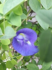 Butterfly pea flower among green leaves