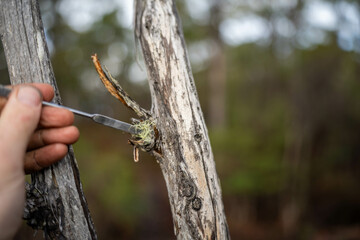 farmer holding soil, doing soil tests in her home laboratory. Looking at soil life and health