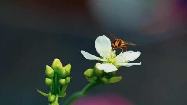 Close-up video: Yellow hoverfly nectaring on Venus flytrap flowers, covered in pollen. Isolated, room for text.