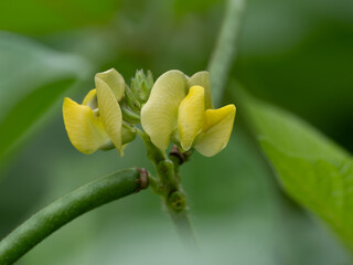 緑豆の淡黄色の花