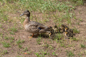 ducklings with a duck