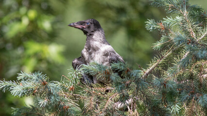 crow on the grass