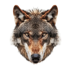 Fototapeta premium angry wolf head isolated on white background
