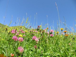 Blumenwiese In der Bergen