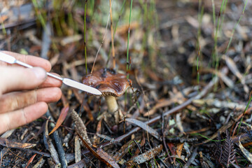 native plants and trees research. full of microorganisms. sustainable regenerative agriculture