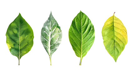Fototapeta premium Realistic Leaf Illustrations in Different Shapes for Nature and Botanical Projects isolated on transparent background.