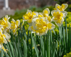 Fototapeta premium daffodils in spring