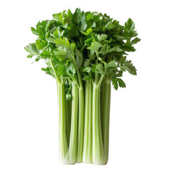 fresh celery isolated on white