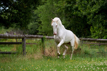 Obraz premium Perlino lusitano stallion trotting in a field