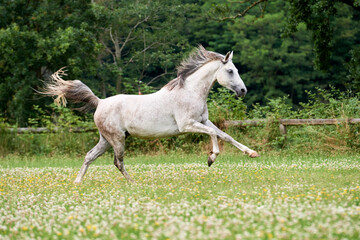 Arabian horse running in a field