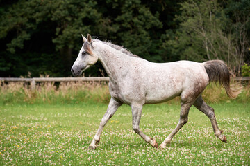 Obraz premium Arabian horse trotting in a field