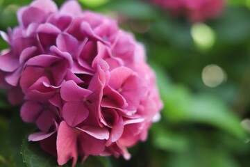 Pink Hydrangea Bloom