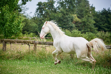 Perlino lusitano stallion running in a field