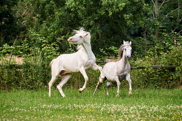 Couple of playful horses in a field
