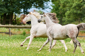 Obraz premium Couple of grey horses running in a field