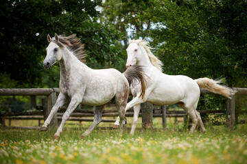 Couple of grey horses running in a field