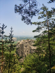 A tall sandstone cliff rises above a green forest, visible through branches