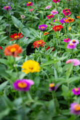Fototapeta premium Colorful Zinnias