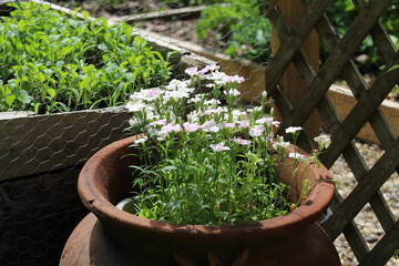 flowers in pots