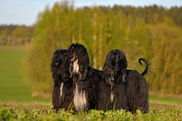Group ot black Afghan Hound dogs on a field