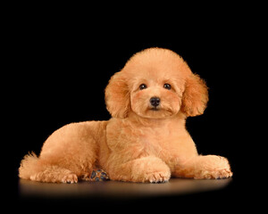 Little puppy of cute poodle