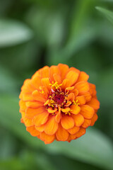 Orange Zinnia up close